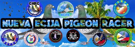 Racing Pigeons Bulacan Pampanga Nueva Ecija .